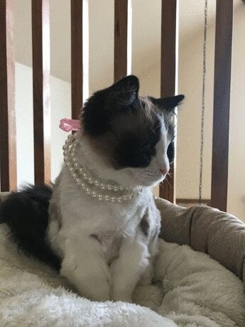 Pearl Pet Collar