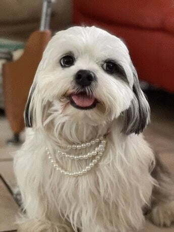 Pearl Pet Collar