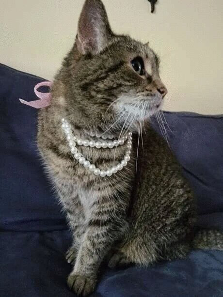 Pearl Pet Collar